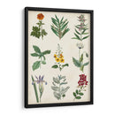 Gráfico Botánico Ii - Vision Studio | Cuadro decorativo de Canvas Lab