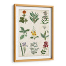 Gráfico Botánico Ii - Vision Studio | Cuadro decorativo de Canvas Lab
