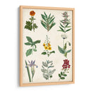 Gráfico Botánico Ii - Vision Studio | Cuadro decorativo de Canvas Lab