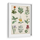 Gráfico Botánico Ii - Vision Studio | Cuadro decorativo de Canvas Lab