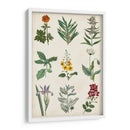 Gráfico Botánico Ii - Vision Studio | Cuadro decorativo de Canvas Lab