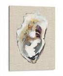 Estudio De La Concha De Oyster I - Michael Willett | Cuadro decorativo de Canvas Lab