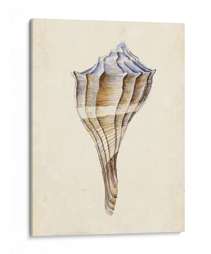 Acuarela Conchashell I - Melissa Wang | Cuadro decorativo de Canvas Lab