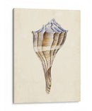 Acuarela Conchashell I - Melissa Wang | Cuadro decorativo de Canvas Lab