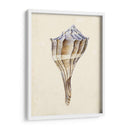Acuarela Conchashell I - Melissa Wang | Cuadro decorativo de Canvas Lab