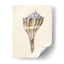 Acuarela Conchashell I - Melissa Wang | Cuadro decorativo de Canvas Lab