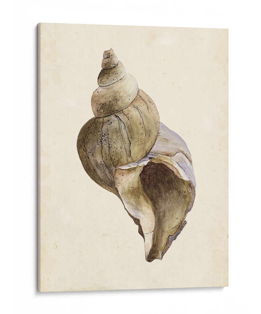 Acuarela Seashell Ii - Melissa Wang | Cuadro decorativo de Canvas Lab