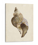 Acuarela Seashell Ii - Melissa Wang | Cuadro decorativo de Canvas Lab
