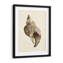 Acuarela Seashell Ii - Melissa Wang | Cuadro decorativo de Canvas Lab