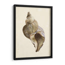 Acuarela Seashell Ii - Melissa Wang | Cuadro decorativo de Canvas Lab