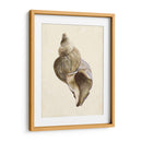 Acuarela Seashell Ii - Melissa Wang | Cuadro decorativo de Canvas Lab