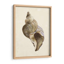 Acuarela Seashell Ii - Melissa Wang | Cuadro decorativo de Canvas Lab