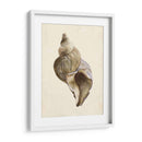 Acuarela Seashell Ii - Melissa Wang | Cuadro decorativo de Canvas Lab