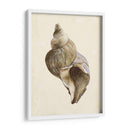 Acuarela Seashell Ii - Melissa Wang | Cuadro decorativo de Canvas Lab