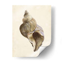 Acuarela Seashell Ii - Melissa Wang | Cuadro decorativo de Canvas Lab