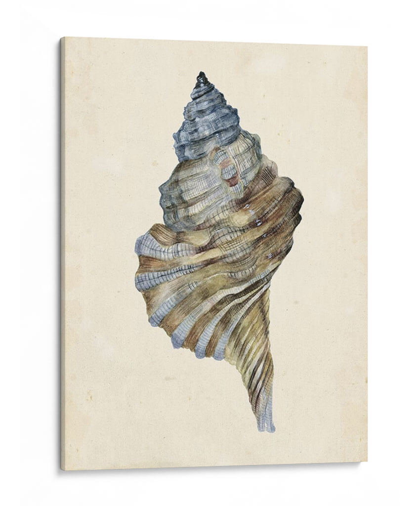 Acuarela Seashell Iii - Melissa Wang | Cuadro decorativo de Canvas Lab