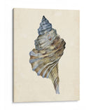 Acuarela Seashell Iii - Melissa Wang | Cuadro decorativo de Canvas Lab