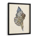 Acuarela Seashell Iii - Melissa Wang | Cuadro decorativo de Canvas Lab