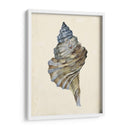 Acuarela Seashell Iii - Melissa Wang | Cuadro decorativo de Canvas Lab