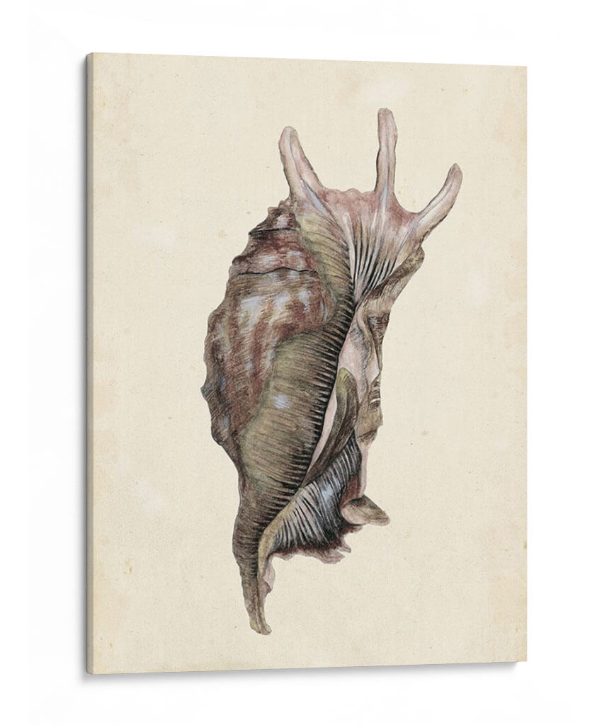 Acuarela Seashell Iv - Melissa Wang | Cuadro decorativo de Canvas Lab