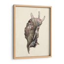 Acuarela Seashell Iv - Melissa Wang | Cuadro decorativo de Canvas Lab