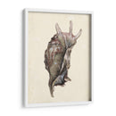 Acuarela Seashell Iv - Melissa Wang | Cuadro decorativo de Canvas Lab