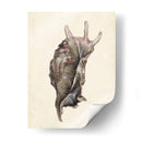 Acuarela Seashell Iv - Melissa Wang | Cuadro decorativo de Canvas Lab