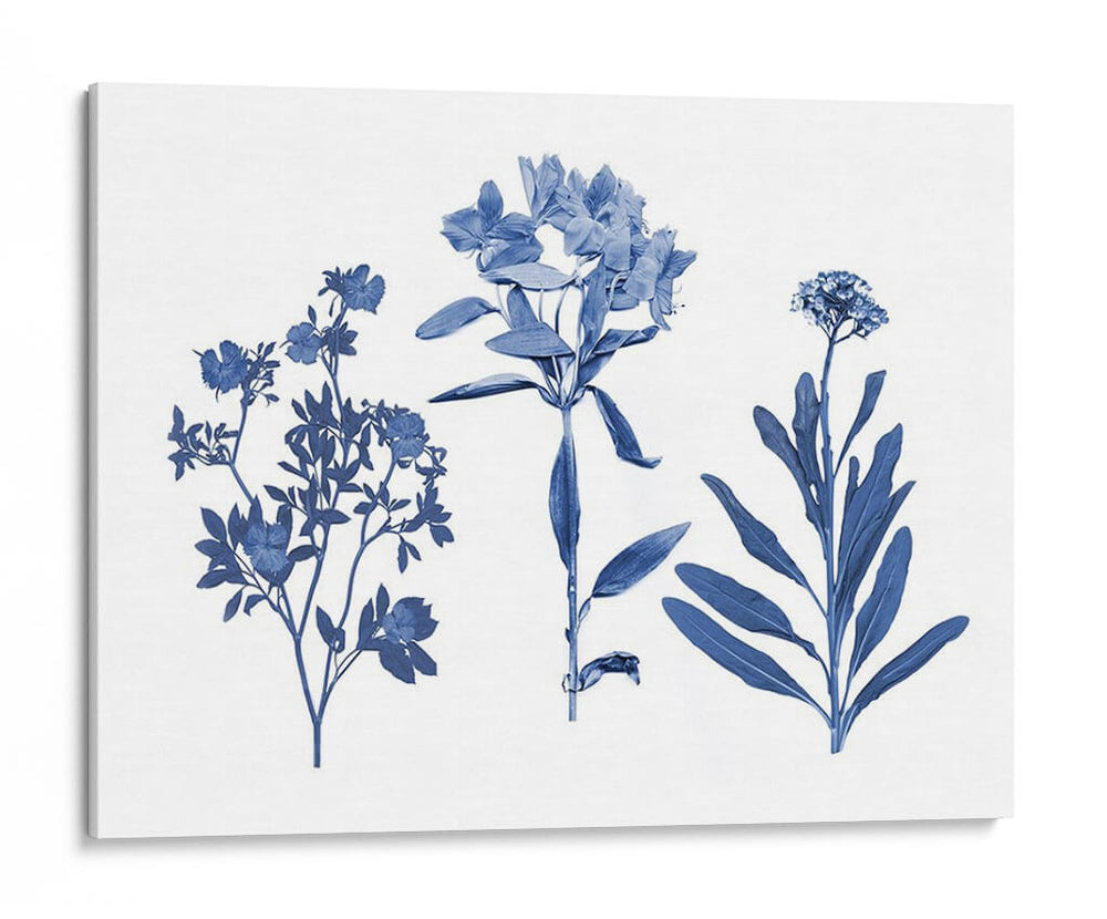 Indigo Presionado Florales Ii - Studio W | Cuadro decorativo de Canvas Lab