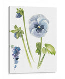 Estudio De Pansy I - Jennifer Paxton Parker | Cuadro decorativo de Canvas Lab
