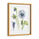 Estudio De Pansy I - Jennifer Paxton Parker | Cuadro decorativo de Canvas Lab