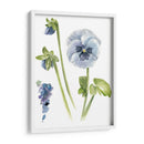 Estudio De Pansy I - Jennifer Paxton Parker | Cuadro decorativo de Canvas Lab