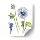 Estudio De Pansy I - Jennifer Paxton Parker | Cuadro decorativo de Canvas Lab