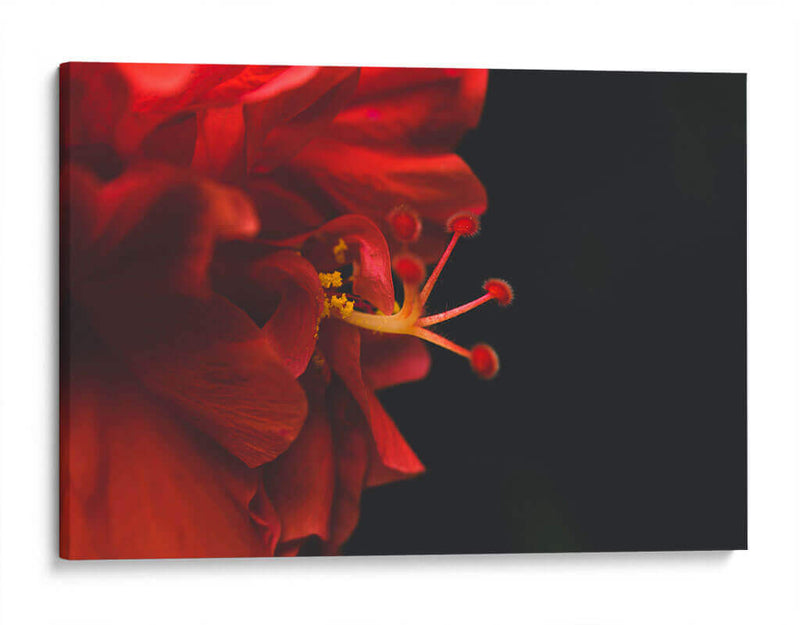 BrotaPensamiento - Juliana Estrada | Cuadro decorativo de Canvas Lab