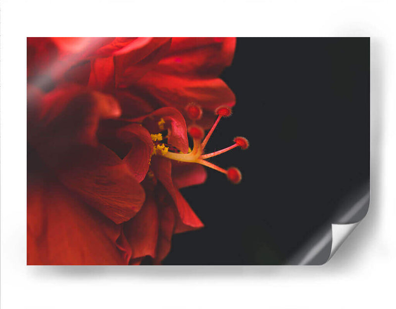 BrotaPensamiento - Juliana Estrada | Cuadro decorativo de Canvas Lab