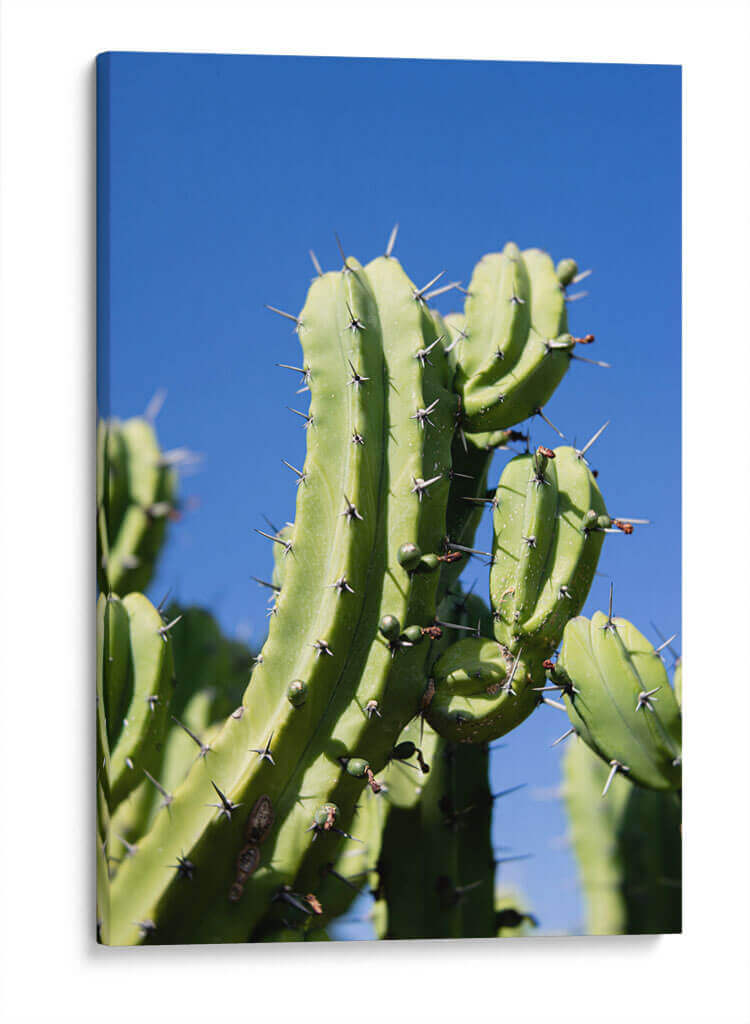 Cactus-1 - Juliana Estrada | Cuadro decorativo de Canvas Lab