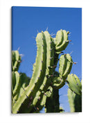 Cactus-1 - Juliana Estrada | Cuadro decorativo de Canvas Lab