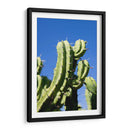 Cactus-1 - Juliana Estrada | Cuadro decorativo de Canvas Lab