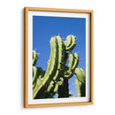 Cactus-1 - Juliana Estrada | Cuadro decorativo de Canvas Lab