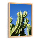 Cactus-1 - Juliana Estrada | Cuadro decorativo de Canvas Lab