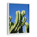 Cactus-1 - Juliana Estrada | Cuadro decorativo de Canvas Lab