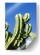 Cactus-1 - Juliana Estrada | Cuadro decorativo de Canvas Lab