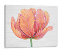 Sola Floración Rosa I - Tim OToole | Cuadro decorativo de Canvas Lab