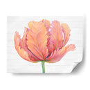 Sola Floración Rosa I - Tim OToole | Cuadro decorativo de Canvas Lab