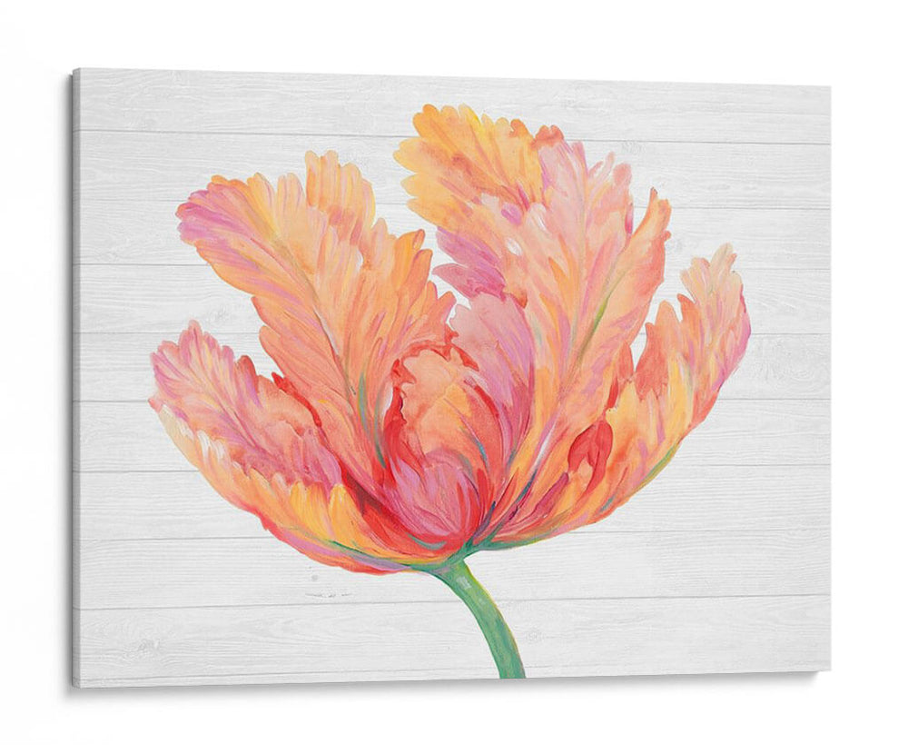 Sola Floración Rosa Ii - Tim OToole | Cuadro decorativo de Canvas Lab