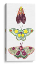 Hadas De La Polilla I - Grace Popp | Cuadro decorativo de Canvas Lab