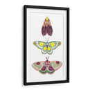 Hadas De La Polilla I - Grace Popp | Cuadro decorativo de Canvas Lab