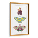 Hadas De La Polilla I - Grace Popp | Cuadro decorativo de Canvas Lab