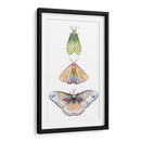Fairies De Polilla Ii - Grace Popp | Cuadro decorativo de Canvas Lab