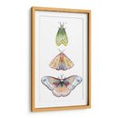 Fairies De Polilla Ii - Grace Popp | Cuadro decorativo de Canvas Lab