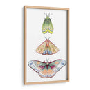 Fairies De Polilla Ii - Grace Popp | Cuadro decorativo de Canvas Lab